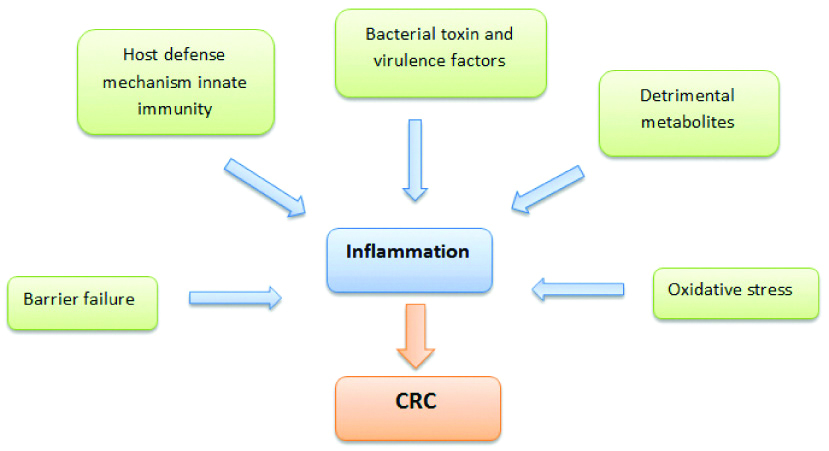Determinants of inflammation and its role in colorectal carcinogenesis.