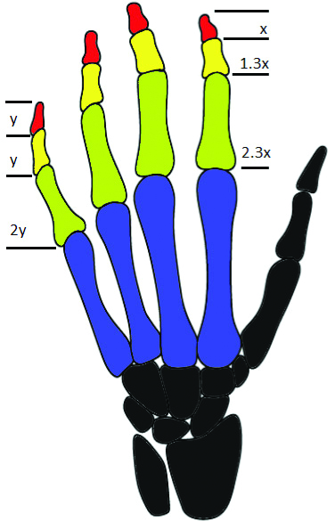 fibonacci sequence human body