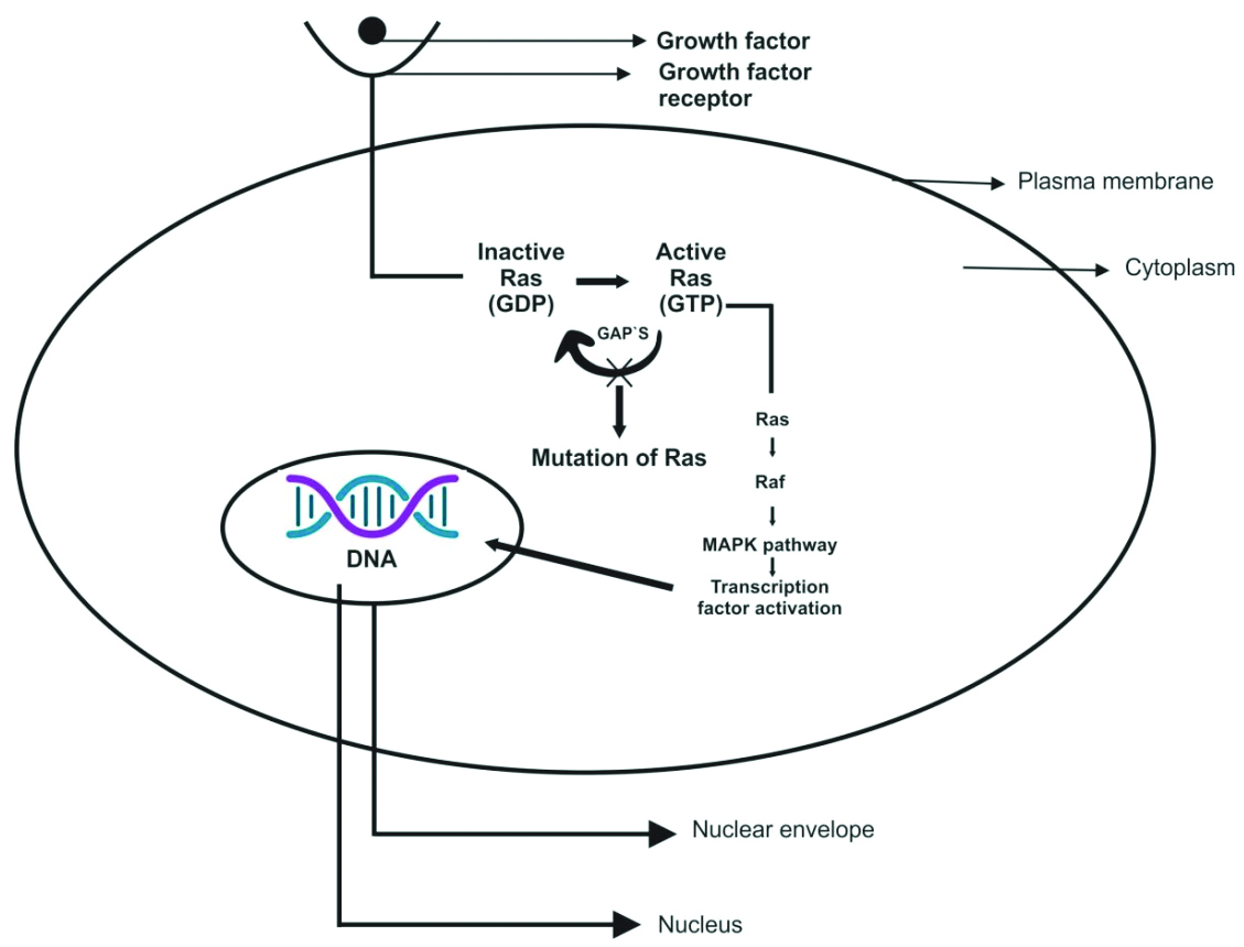 Action of RAS gene and associated regulators [ 11 ].