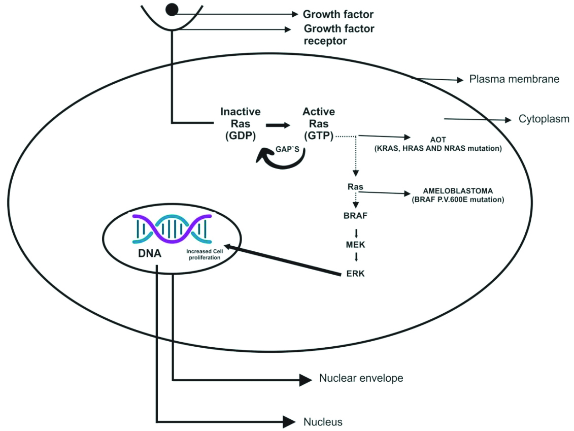 The functions of the MAPK/ERK signalling pathway include cell ...