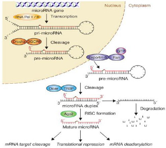 The secretion of miRNA