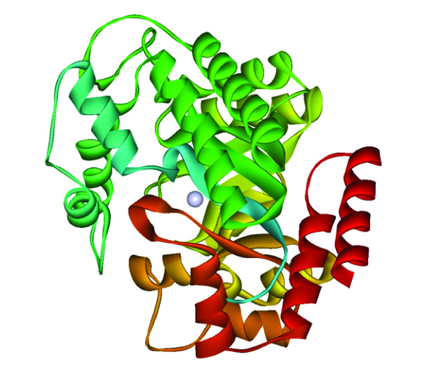 Three-dimensional representation of ADA structure