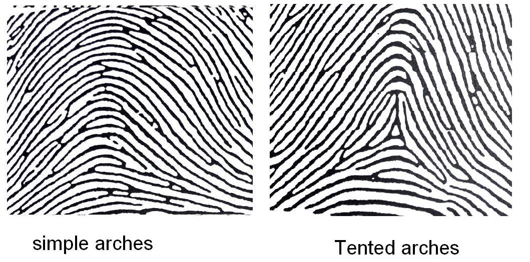 Types of loops