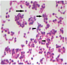 [Table/Fig-9]: