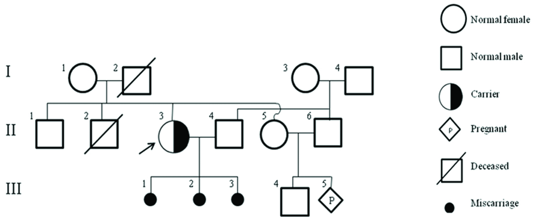 a) GTG-banded karyogram showing the translocation t(8;11) (indicated by ...