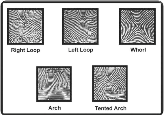 Types of fingerprint patterns.